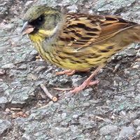 カタクリの画像