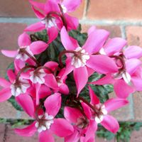 イベリス,クフェア,ハボタン,リナリア,ガーデンシクラメンの画像