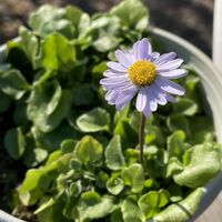 ガーデンシクラメン,ビオラ,プリンセチア,イングリッシュデージー,夏越しの画像