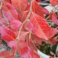 モミジ,モミジ,テイカカズラ,テイカカズラ,ヒメツルソバ（姫蔓蕎麦）の画像