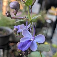 クレロデンドルム・ブルーウィング,クロガネモチ,チーム愛知,Juneの会,2020年6月同期No.013の画像