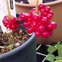 ノースポール,サネカズラ,おしゃれビオラ JOY,赤い実,玄関ポーチの画像