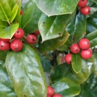 ヒイラギ,ミセバヤ,紅葉,火祭り,クリスマスホーリーの画像