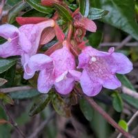 アベリアの画像