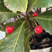 ヤブコウジ,ヤブコウジ,ヤブコウジ(十両),山野草,赤い実の画像