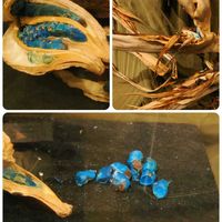 タビビトノキ,タビビトノキの実,花散歩,青い実,OLYMPUSの画像