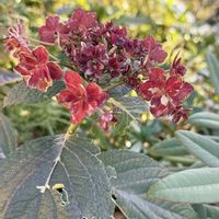 アジサイ,紅葉,庭の画像