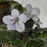 サザンカ,ストレプトカーパス,ハボタン,エアープランツチランジア,サネカズラの画像