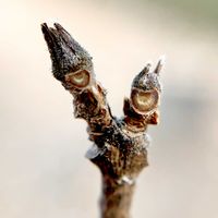 ヒトツバタゴ,ナンジャモンジャ,絶滅危惧種,植栽,モクセイ科の画像