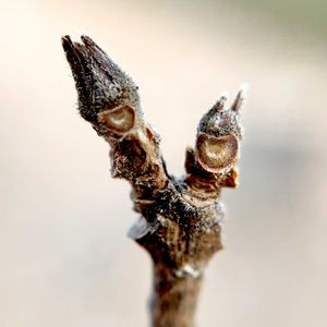 ヒトツバタゴ,ナンジャモンジャ,絶滅危惧種,植栽,モクセイ科の画像