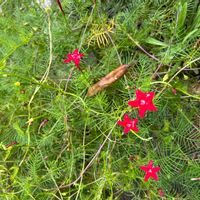 ルコウソウの画像