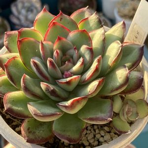 メキシコプリドニス,多肉植物,エケベリア属,多肉大好き,多肉植物のある暮らしの画像