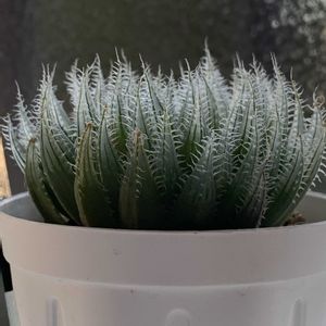 ハオルチア,カミンギー,カミンギー,多肉植物,ハオルチア属の画像