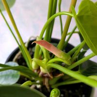 アンスリウム,アンスリウムの花芽,ハートの葉っぱ♡,大っきなハート♡,暑い頃にお迎え♡の画像