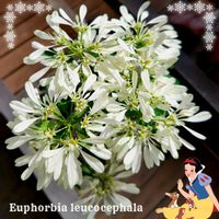 セリア（クラッスラ属）,ユーフォルビア 白雪姫,夢稚児,多肉植物,観葉植物の画像