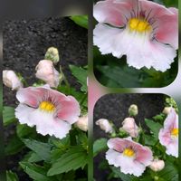 ガーベラ,サザンカ,サンパチェンス,ネメシア,ネメシアの画像