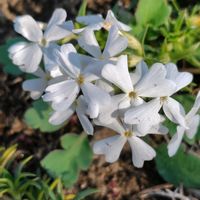 シバザクラ,GSに感謝。,植物観察,植物散策,白い水曜日♡の画像