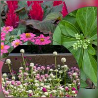 ケイトウ,センニチコウ,ヒャクニチソウ,フッキソウ,花のある暮らしの画像