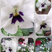 ビデンス,キンカン,ナンテン,バラ,ビオラの画像