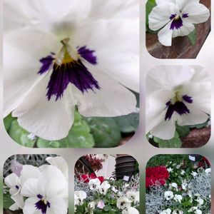 ビデンス,キンカン,ナンテン,バラ,ビオラの画像