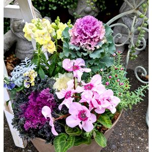 葉ボタン,花かんざし,金魚草　きんぎょそう,ガーデンシクラメン・イリュージア,パンジー ムーンリットの画像