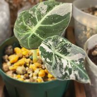 アロカシア,アロカシア・ブラックベルベット,アロカシア ブラックベルベット,アロカシア斑入り,観葉植物の画像