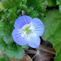 オオイヌノフグリ,GSに感謝。,植物観察,植物散策,水曜日は水色の画像