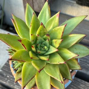 紅葉,エケベリア,多肉植物,子株,アガボ系の画像