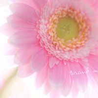 ガーベラ,可愛い,ピンクの花,花のある暮らし,花が好きの画像