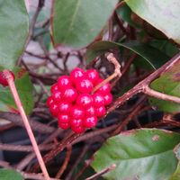 ヤマボウシ,サネカズラ,在来種,日本原産,日本固有種の画像