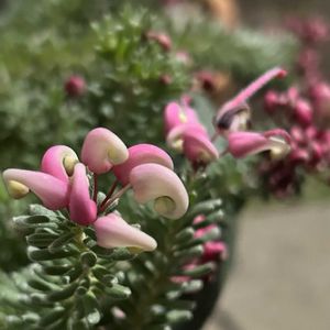 グレビリア,珍奇植物,植物男子,小さな庭の画像