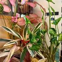 シンゴニウム,サトイモ科,ストロマンテ・トリオスター,アグラオネマ ビューティー,シンゴニウム・シュリンクハートの画像