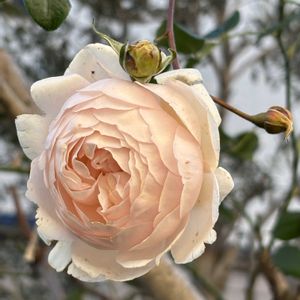 バラ,バラ,バラ ローズマリー,モーニングベルズ,ガーデニングの画像