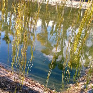 シダレヤナギ,中掘,中掘,中掘,GSのみなさんに感謝♡の画像