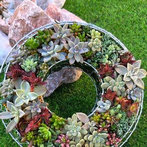 多肉植物,クリスマス,リース,多肉大好き,たにくの画像