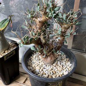 オトンナ・ユーフォルビオイデス,植え替え,オトンナ属,養生中,植物と暮らすの画像