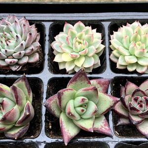 エボニー,ユーフォルビア属,黒爪ザラゴーサ,メビナ錦,多肉植物の画像