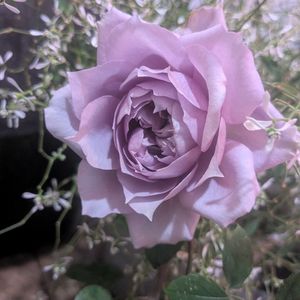 フラゴナール,セントエセルブルガ,ザセレスティアル,植中毒,可愛い❤の画像