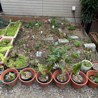 エビネ,エビネ,クリスマスローズ,クリスマスローズ,クリスマスローズの画像