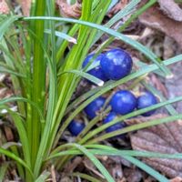 アセビ,カマツカ,ムクゲ,日本カマツカ,ジャノヒゲの画像