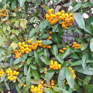 小さな庭,お出かけ先の画像