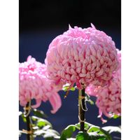 キク,おでかけ先,千葉市都市緑化植物園,千葉市若葉区の画像