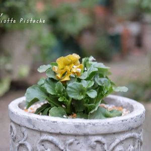 パンジー・ビオラ,鉢植え,庭の花,花のある暮らし,季節の移ろいの画像