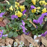 スイートアリッサム ,ビオラ,免疫力UP,良い睡眠を〜,温かくして過ごしましょう♡の画像