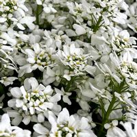 イベリス,お出掛け先,可憐な花,白い恋人達,明日はきっと良い日になるの画像