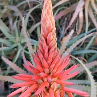 アロエ,大好きな花,シルエット❤︎,風の中,ヒカリの画像