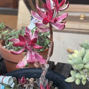 永楽,多肉植物の花芽,キャンディケイン,多肉植物　色づき,多肉植物の画像