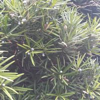 イヌマキ,イヌマキ,イヌマキ,イヌマキの実,イヌマキの実の画像