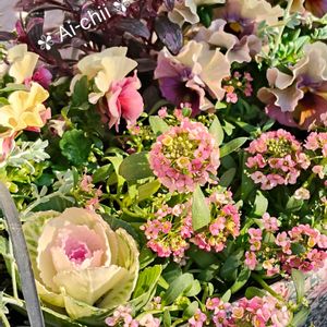 アリッサム,キンギョソウ,ハボタン,パンジー,パンジーの画像