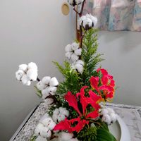 ワタ,グロリオサの画像